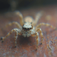 Six Eyed Sand Spiders