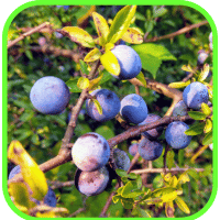 Sloe berries