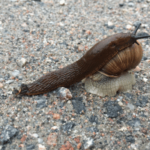40 Invertebrates Animals Names With Pictures, Facts, & Types - EngDic