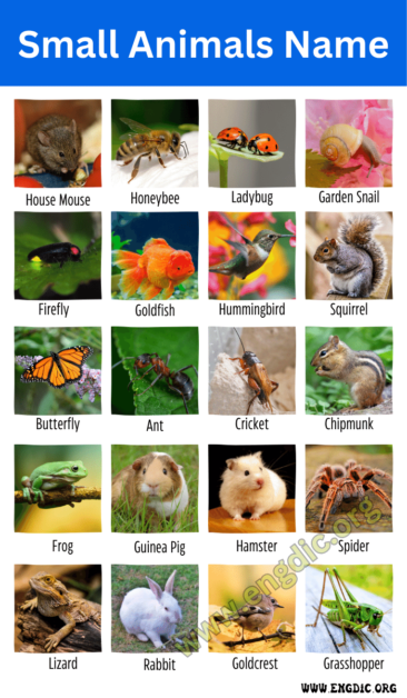 50+ Small Animals Name With Pictures & Fun Facts - EngDic