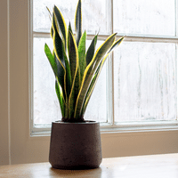 Snake Plant