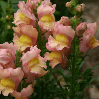 Snapdragon