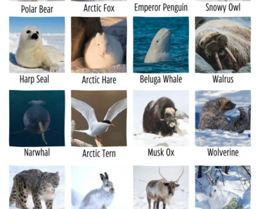 20+ Ice, & Snow Animals Name (Pictures and Facts)