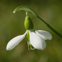 Snowdrop