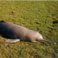 South Asian River Dolphins