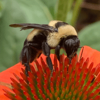 Southern Plains Bumblebee Southern Plains Bumblebee