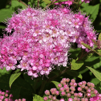 Spirea