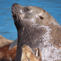 Stellar's Sea Cow