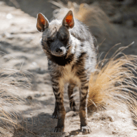 Striped hyena