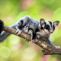 Sugar glider