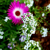 Sweet Alyssum