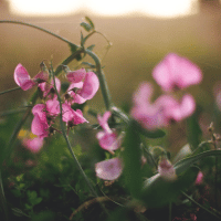 Sweet Pea