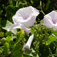 Sweet Potato Vine
