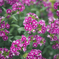 Sweet William