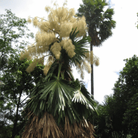 Taliplot Palm