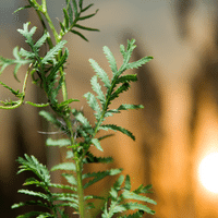 Tansy