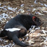 Tasmanian Tiger Tasmanian Tiger