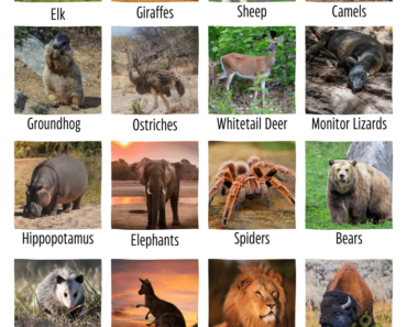 25 Terrestrial Animals Names and Pictures (Land Animals)