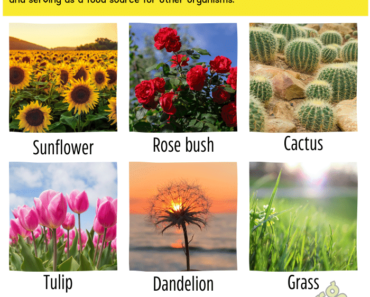 10 Terrestrial Plants Names and Pictures