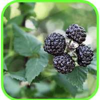 Thimbleberries Thimbleberries