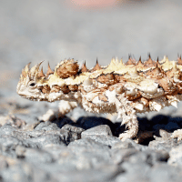 Thorny Devil