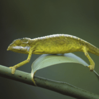Tiger Chameleon Tiger Chameleon