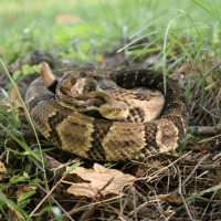 Timber Rattler