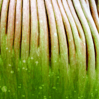 Titan Arum