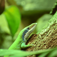 Tree lizard