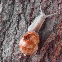 Tree snail