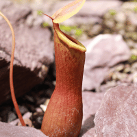 Tropical Pitcher Plant