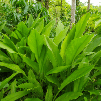 Turmeric plant