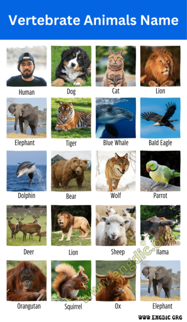 +500 Vertebrate Animals Name With Pictures - EngDic