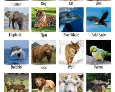 +500 Vertebrate Animals Name With Pictures