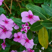 Vinca (Periwinkle)