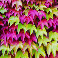 Virginia Creeper