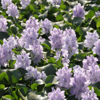 Water hyacinth