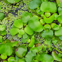 Water lettuce