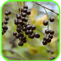 Wild cherries Wild cherries