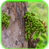 Wild figs Wild figs