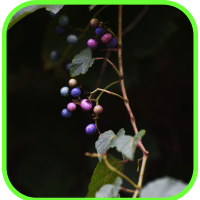 Wild grapes Wild grapes