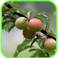 Wild plums