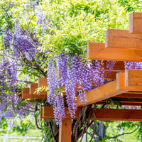 Wisteria
