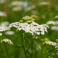 Yarrow