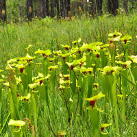 Yellow Pitcher Plant