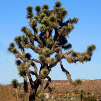 Yucca