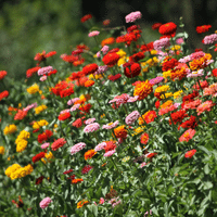 Zinnia