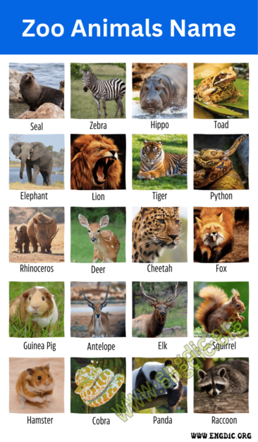 250 Zoo Animals Name with Pictures and Fun Facts - EngDic