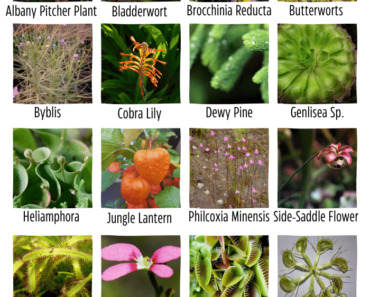 Carnivorous Plants: Insectivorous Plants With Names And Pictures
