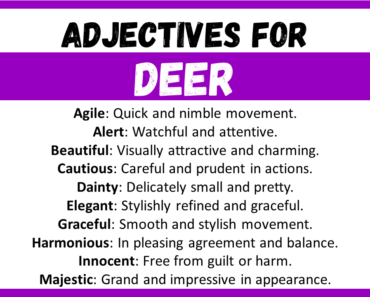 20+ Best Words to Describe Deer, Adjectives for Deer
